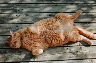 Si tu gato sufre obesidad felina, descubre cómo actuar
