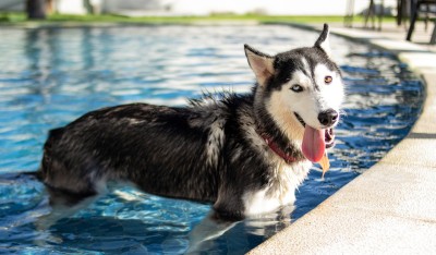 Guía para proteger a tu perro con el inicio de las altas temperaturas