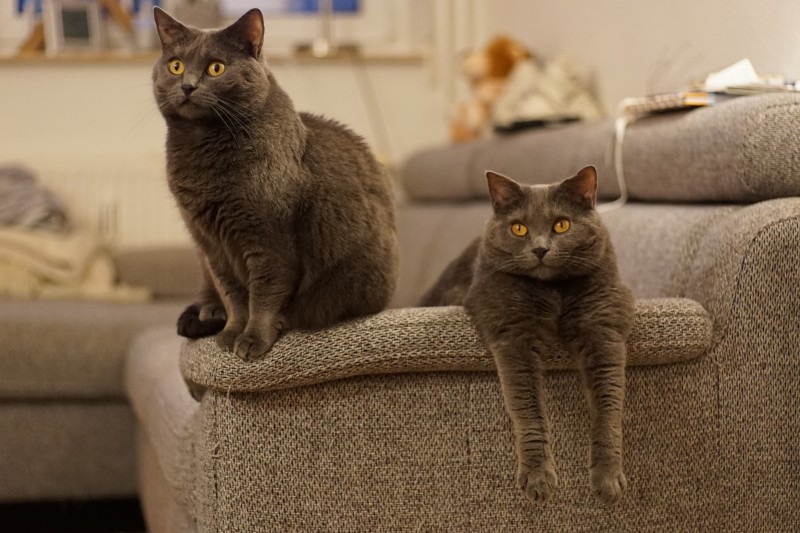 ¿Cómo elegir el pienso perfecto según el comportamiento de tu gato?
