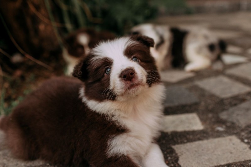 ¿Qué implica adoptar un cachorro? Una decisión que implica responsabilidad 