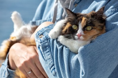 ¿Cómo cambiar el pienso a tu gato? Guía para una transición correcta