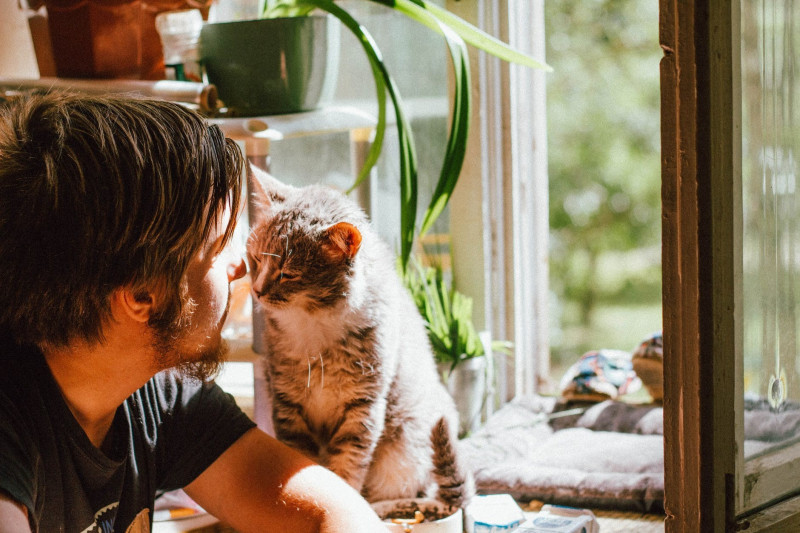 Comida para gatos esterilizados 