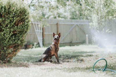 ¿Cómo saber si el suelo quema las patas de tu perro? La regla de los 5 segundos