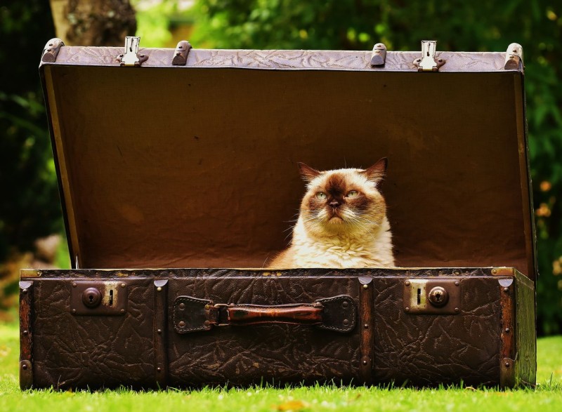 ¿Qué hacer con el gato en vacaciones? Guía completa y mejores opciones