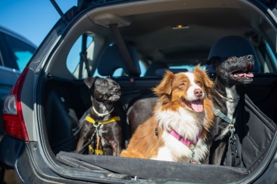 Guía definitiva para viajar en coche con tu perro este verano