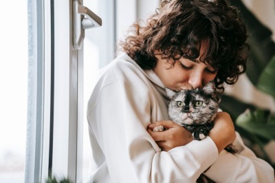 Guía completa de cuidados para gatos mayores
