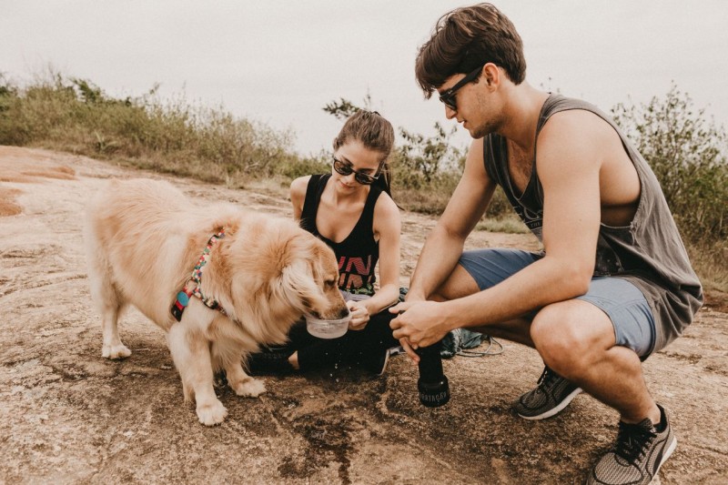 ¿Tu perro está bien hidratado? La importancia de la hidratación en verano