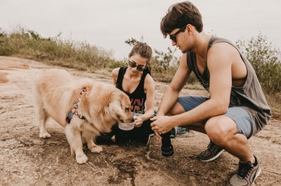 ¿Tu perro está bien hidratado? La importancia de la hidratación en verano
