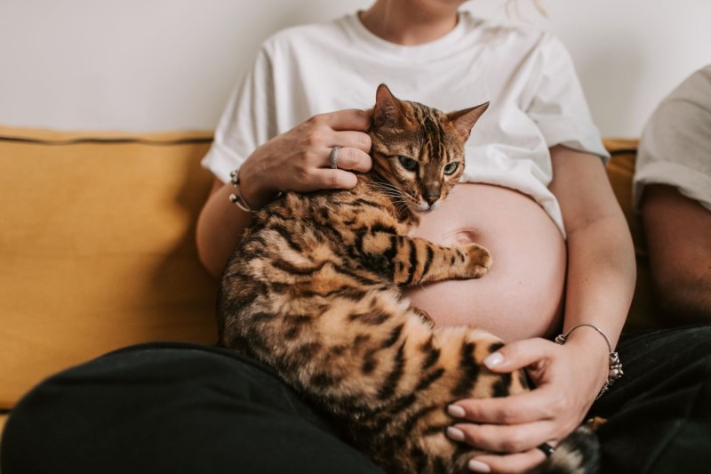 ¿Qué pasa si tengo un gato y estoy embarazada? Mitos y realidades