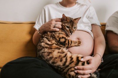 ¿Qué pasa si tengo un gato y estoy embarazada? Mitos y realidades