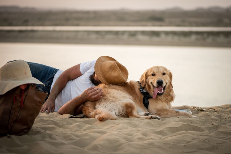 Perros con estómago sensible: cuidados y alimentación adaptada