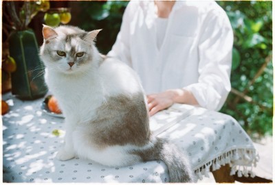 Descubriendo los beneficios del salmón para gatos