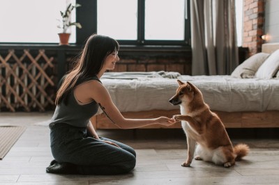 ¿Cómo preparar la alimentación de tu perro tras las vacaciones?