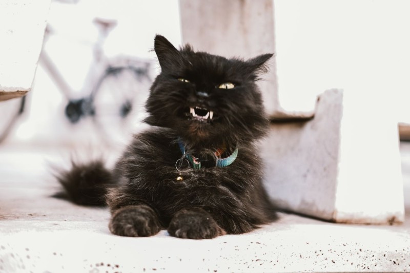 ¿Por qué mi gato parece enfadado cuando vuelvo de vacaciones? 