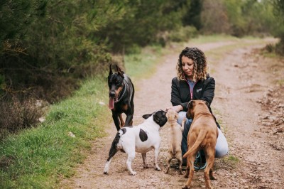 ¿Cómo ayudar a nuestro perro a adaptarse a la vuelta a la rutina? 