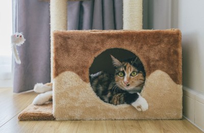 Cálculos urinarios en gatos, prevención desde su alimentación
