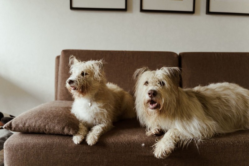 Adiestramiento canino: cómo evitar que tu perro suba al sofá y a la cama