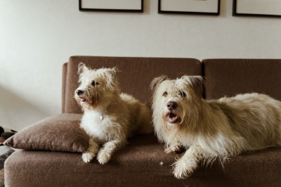 Adiestramiento canino: cómo evitar que tu perro suba al sofá y a la cama