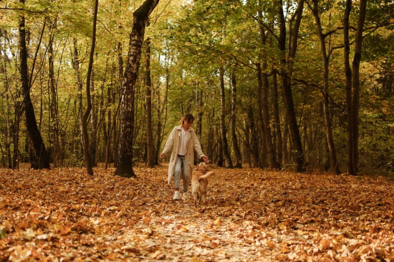 Consejos para el cuidado de perros en otoño 2026