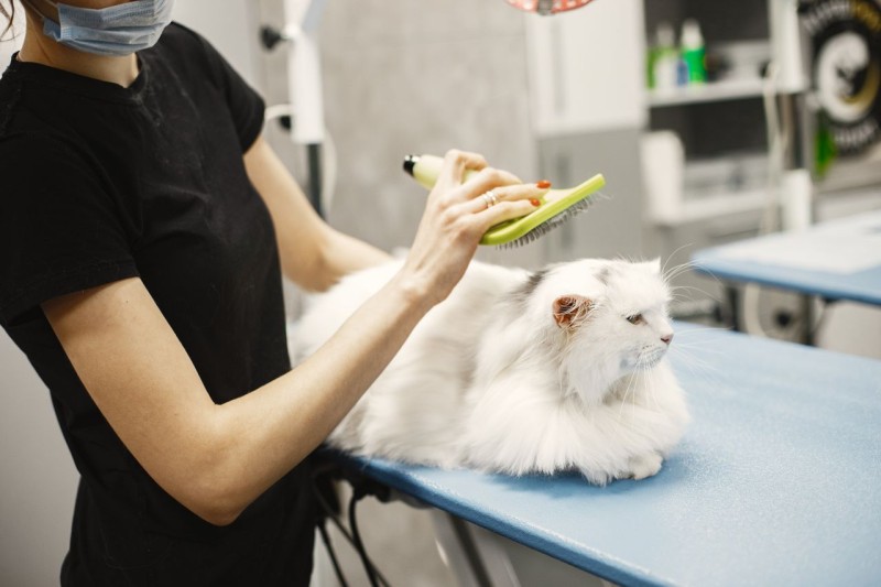Gatos y la muda de pelo en otoño