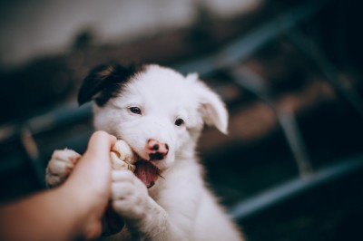 ¿Cómo elegir el mejor pienso para cachorros y asegurar su crecimiento?