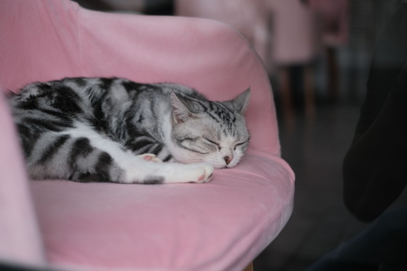 ¿Tu gato duerme más en otoño? Razones, comportamiento y claves en su alimentación
