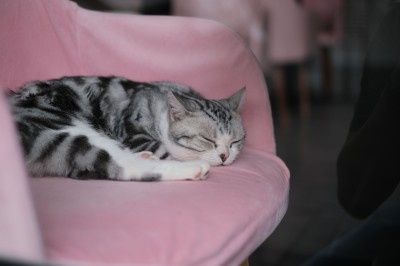 ¿Tu gato duerme más en otoño? Razones, comportamiento y claves en su alimentación