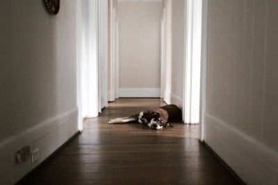 ¿Cómo cuidar a tu perro con artritis para garantizar su salud y bienestar?