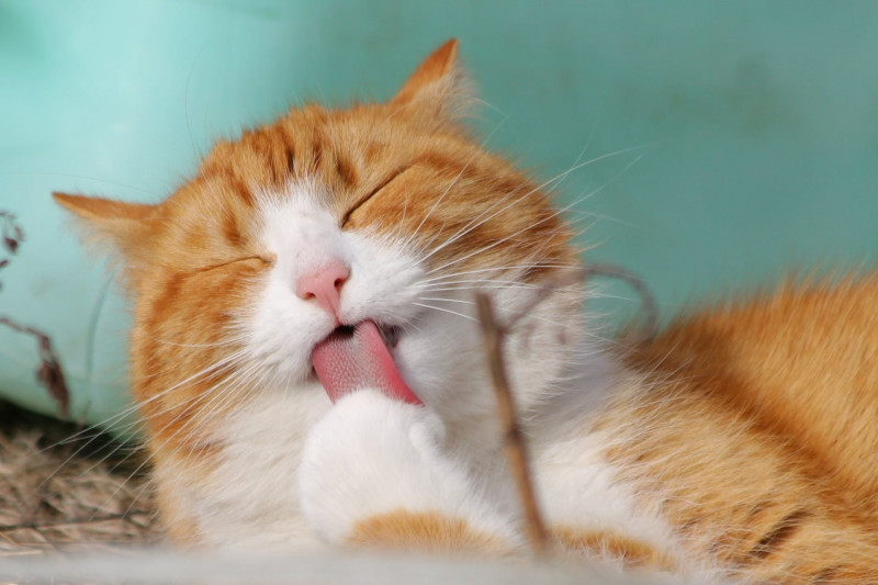 Piensos para gatos esterilizado 