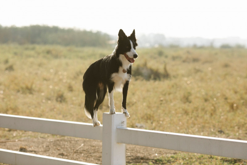 Alimentación para perros de competición