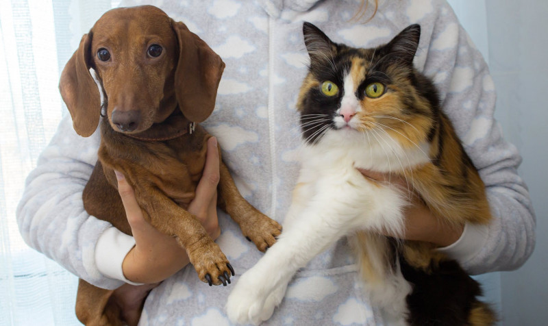 Comida para perros y gatos de alta calidad
