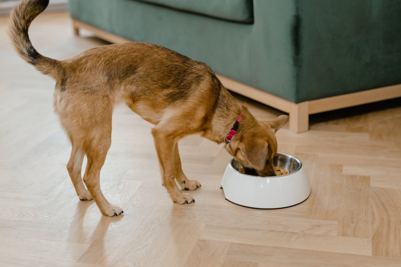 Comida para perros sin cereales ¿Cuándo comprarla?