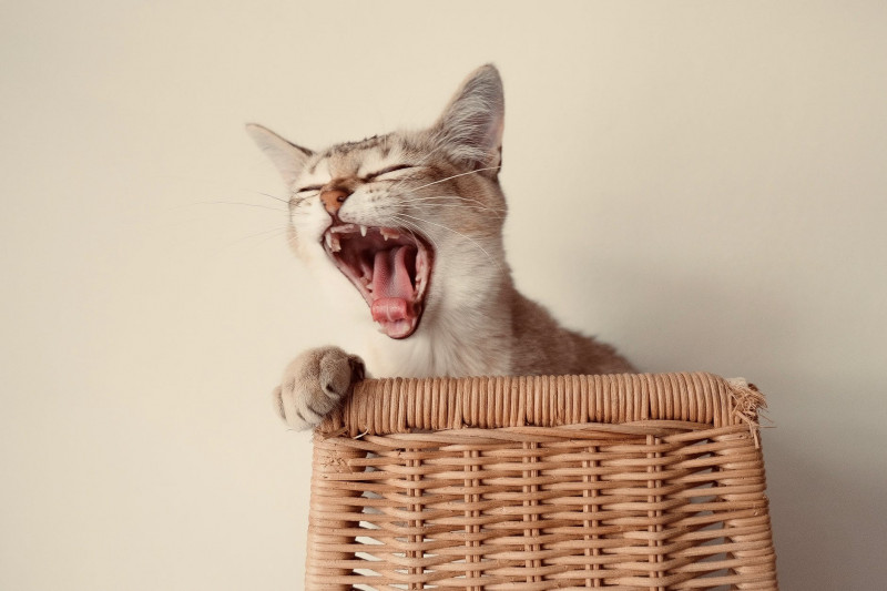 Cuidado de la higiene bucal de tu gato 
