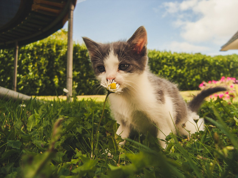 Guía de alimentación para gatitos