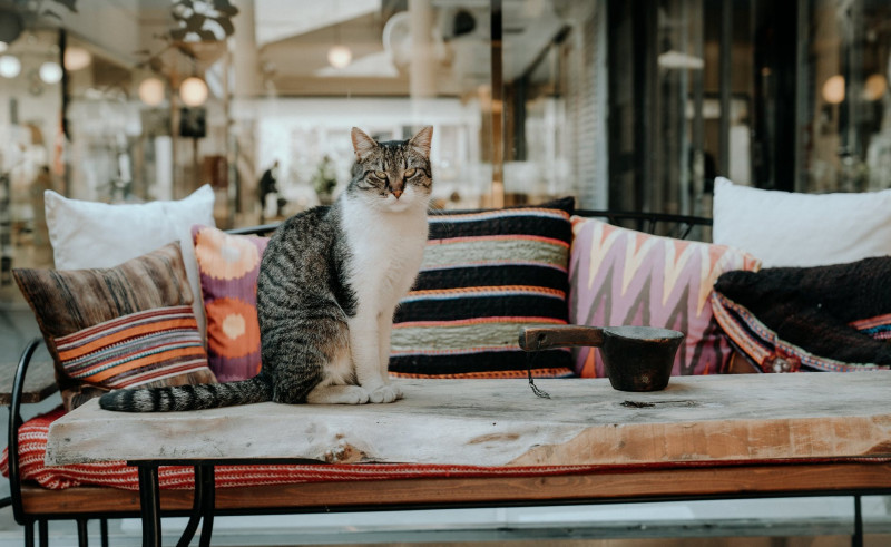 Beneficios de la comida para gatos con Omega 3 