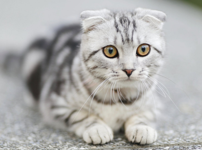 ¡Depresión en gatos! Descubre cómo detectarlo 