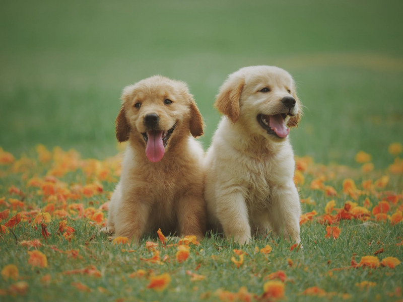 La mejor comida para cachorros