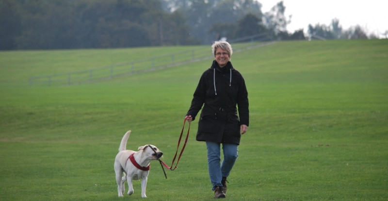 Invierte en paseos de alta calidad para la salud de tu perro