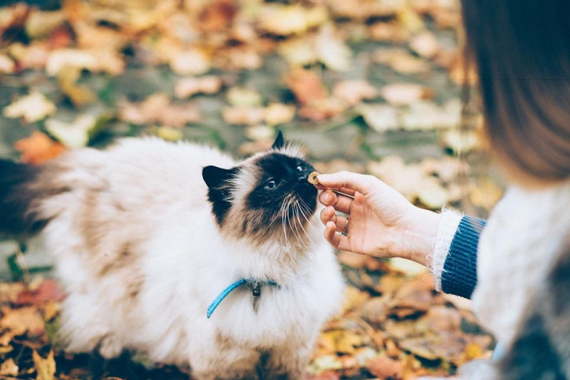Tips para elegir la alimentación para tu gato 