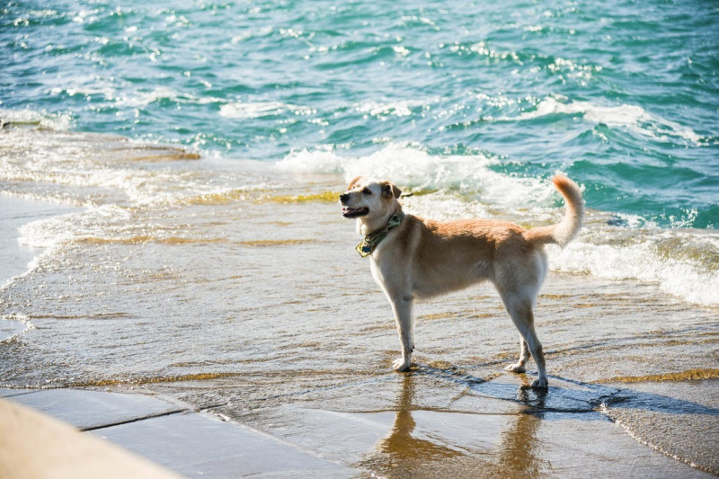 Visita estas playas caninas con tu perro en verano