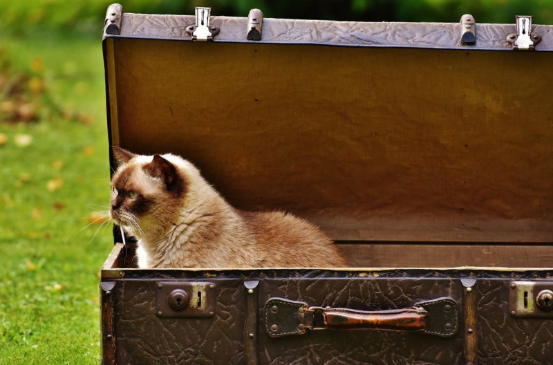 Claves para viajar con tu gato este verano