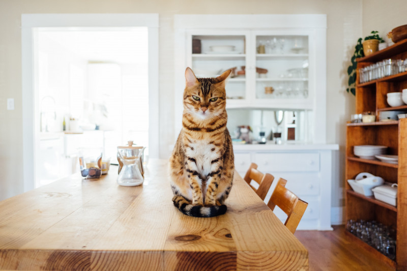 ¿Qué hacer con tu gato cuando te vas de vacaciones?