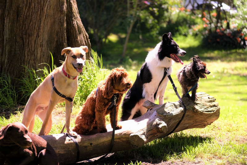 Alimentación para perros Premium 