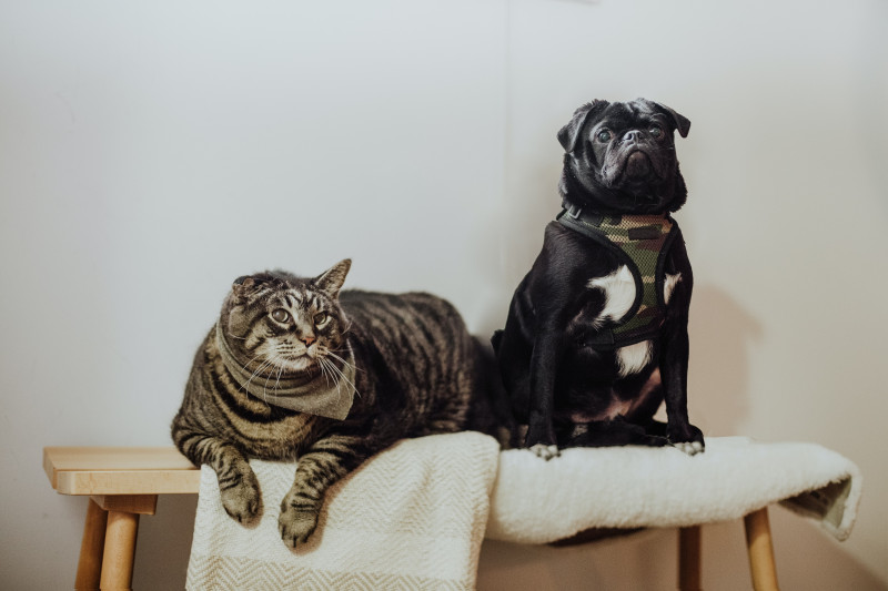 ¡Mascota con sobrepeso! En Yerbero tenemos la mejor alimentación 