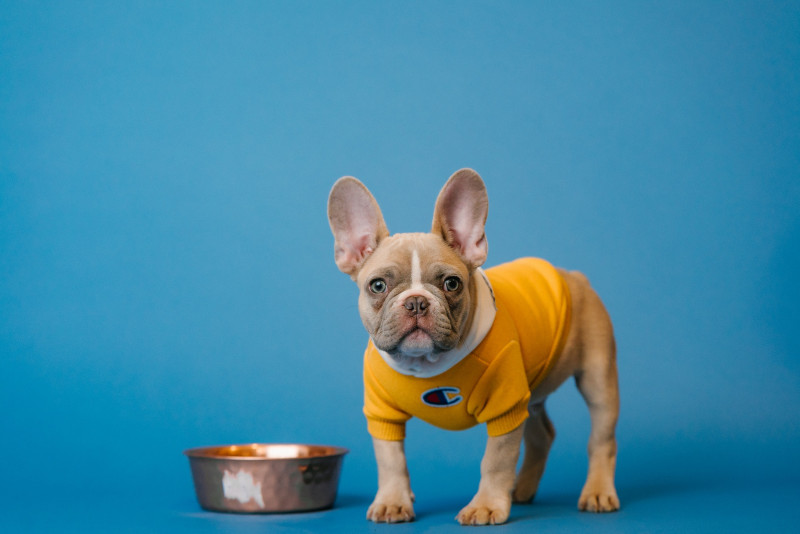 Comida hipoalergénica sin gluten para perros 