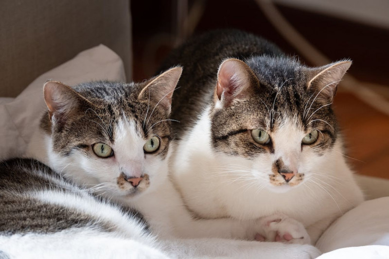 Alimentación sin cereales para gatos