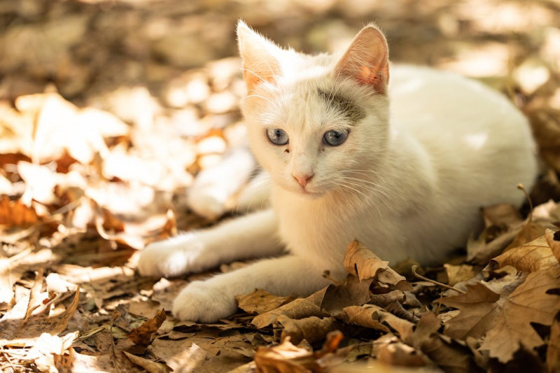 Consejos para cuidar a los gatos en otoño 
