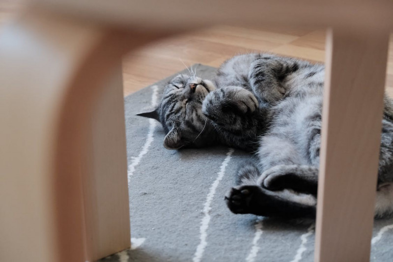Posturas de los gatos ¿Qué significan? 