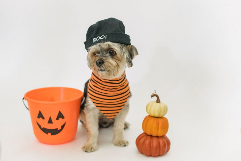 Ideas para celebrar Halloween con tu mascota 