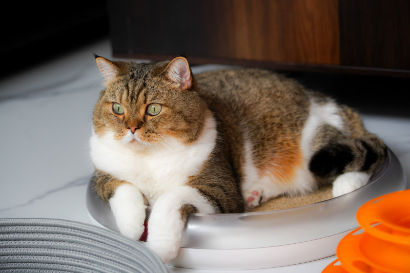 Alimentación específica para gatos esterilizados 
